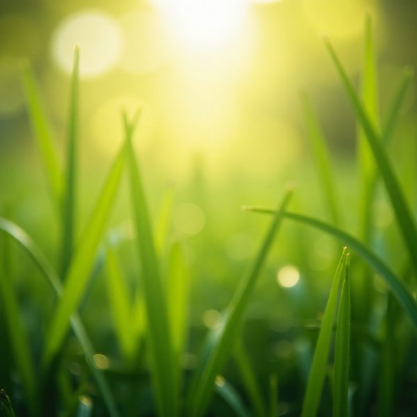 产品背景_绿植虚化